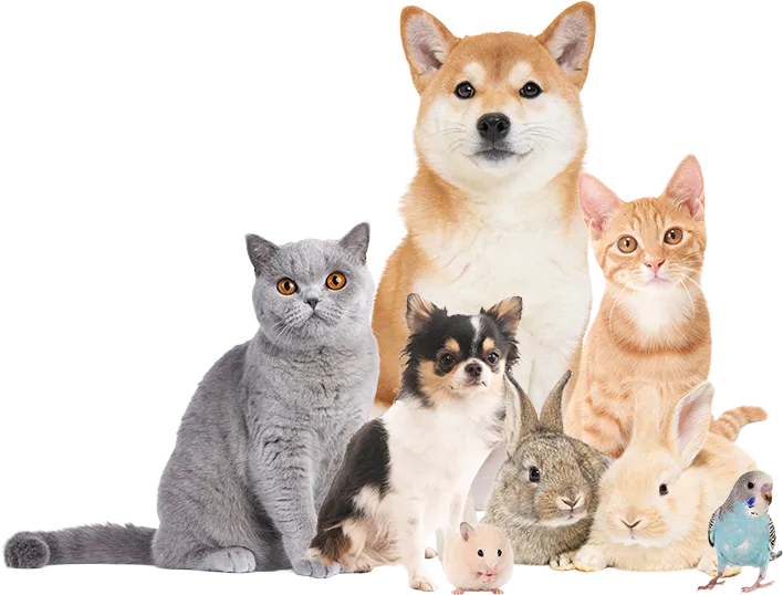 ペット